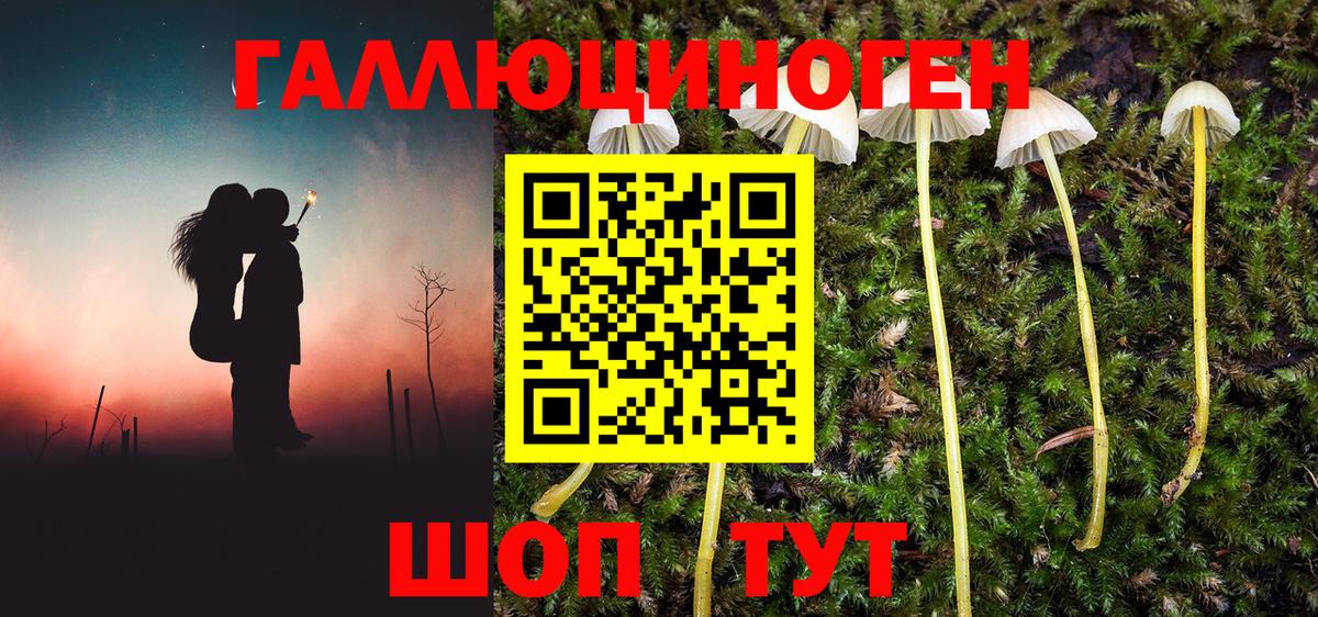 Псилоцибиновые грибы Psilocybe Благодарный